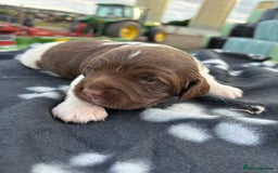 English Springer Spaniel dogs for sale: Gorgeous marked English Springer Spaniel pups  - Image 14