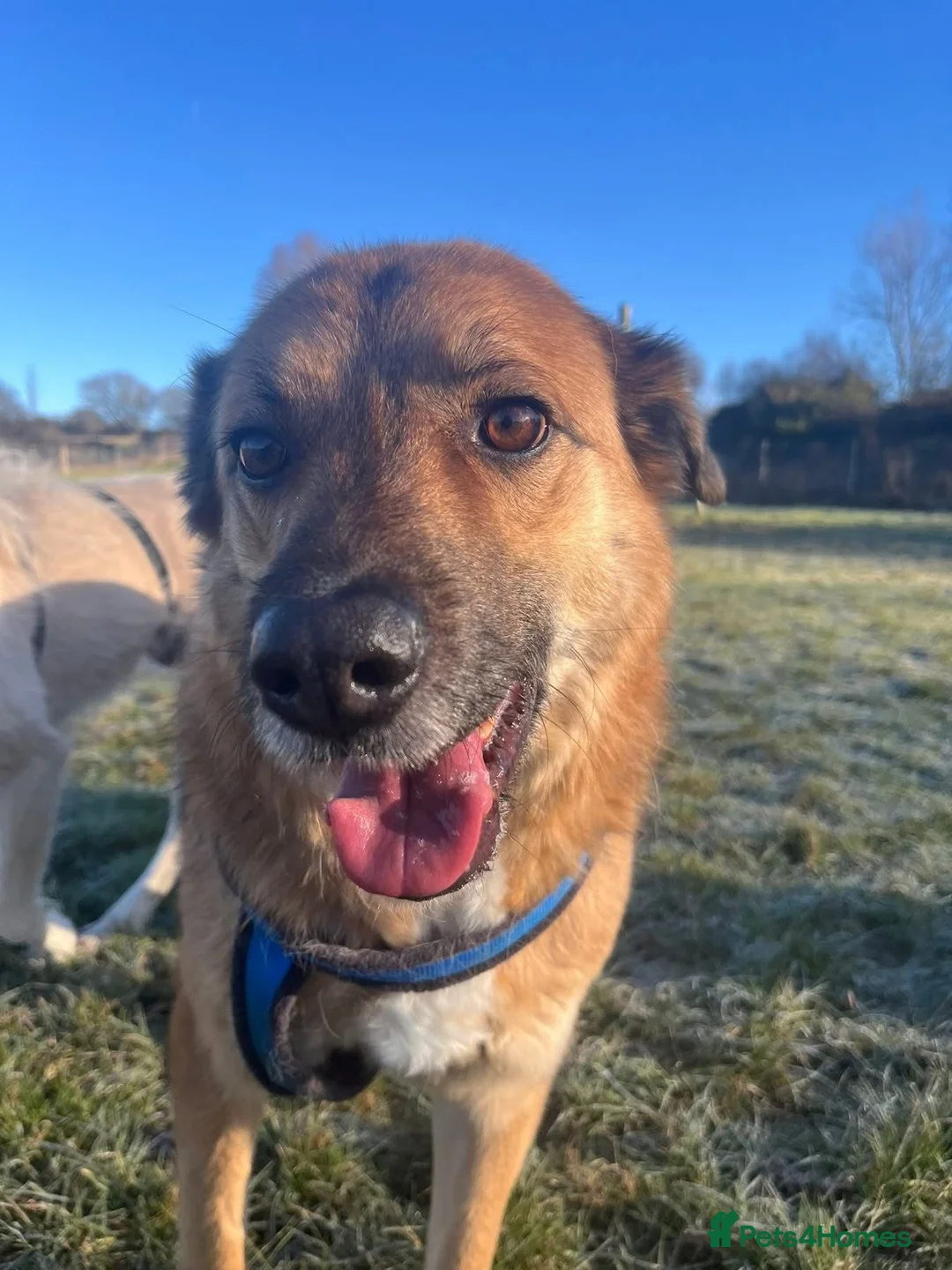 Mixed Breed dogs for adoption: Two best friends looking for their forever home!  - Advert 9