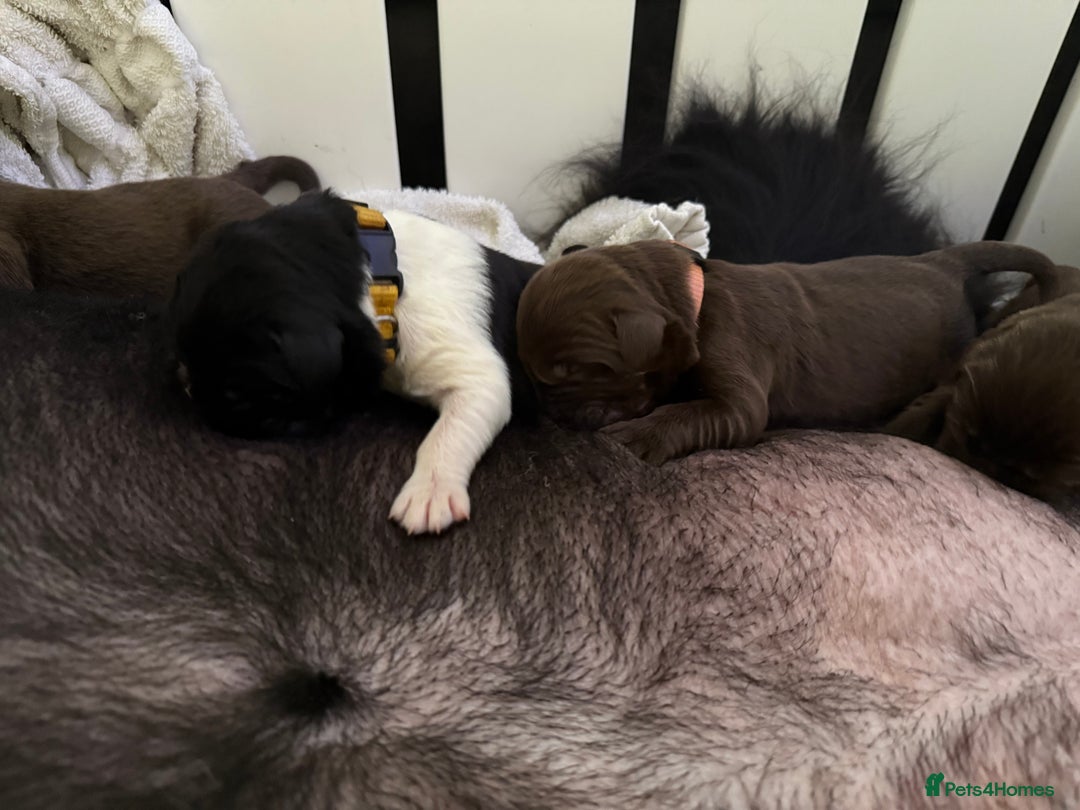 Newfoundland dogs for sale: KC registered Newfoundland Puppies. Health tested - Image 14