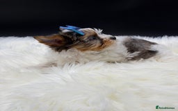 Yorkshire Terrier dogs for sale:  Ready to go Exotic Colourful Yorkshire Terriers - Advert 17