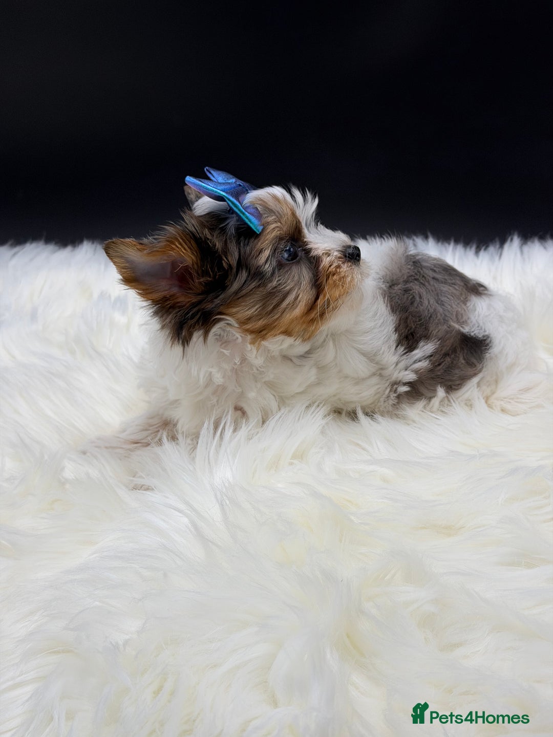 Yorkshire Terrier dogs for sale:  Ready to go Exotic Colourful Yorkshire Terriers - Advert 17