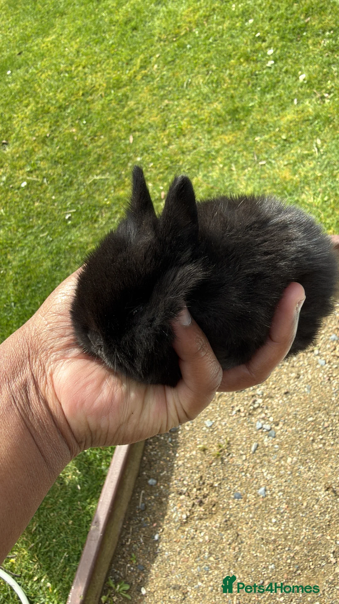 Rex rabbits for sale: Pure breed Rex baby bunnies  in Newtownards - Advert 2