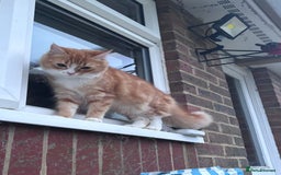 Munchkin cats for sale: 3 ginger male kittens  - Image 5