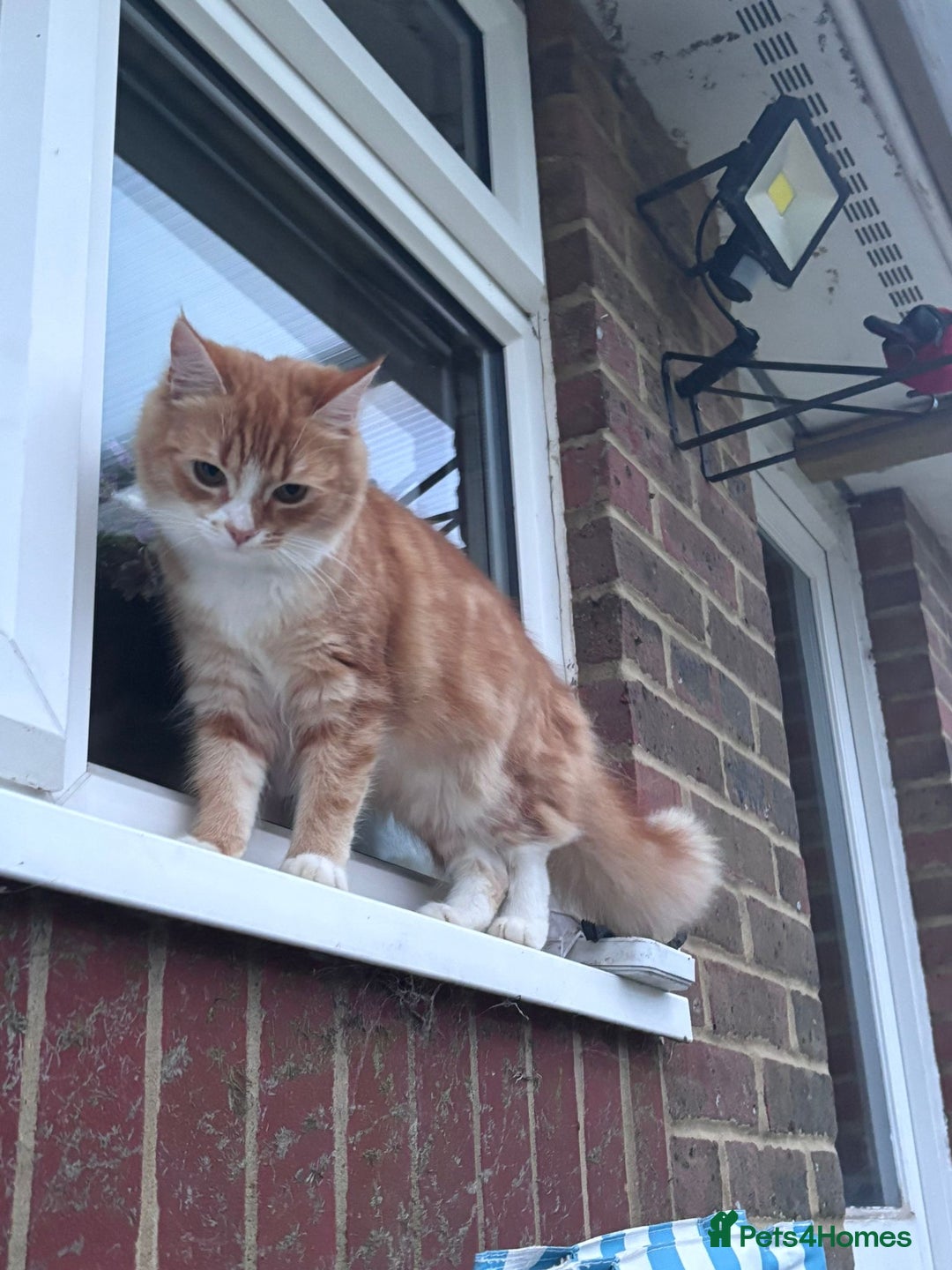 Munchkin cats for sale: 3 ginger male kittens  - Image 5