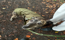 Lurcher dogs for sale: 🍁🦮 Henry 🖤 - Image 1