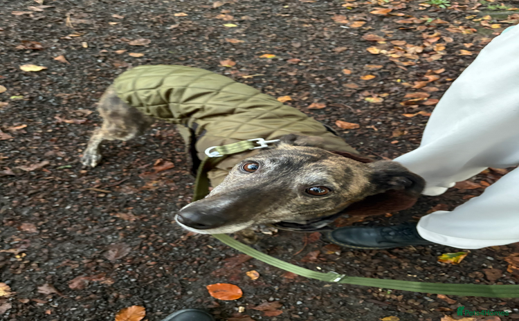 Lurcher dogs - Advert 1