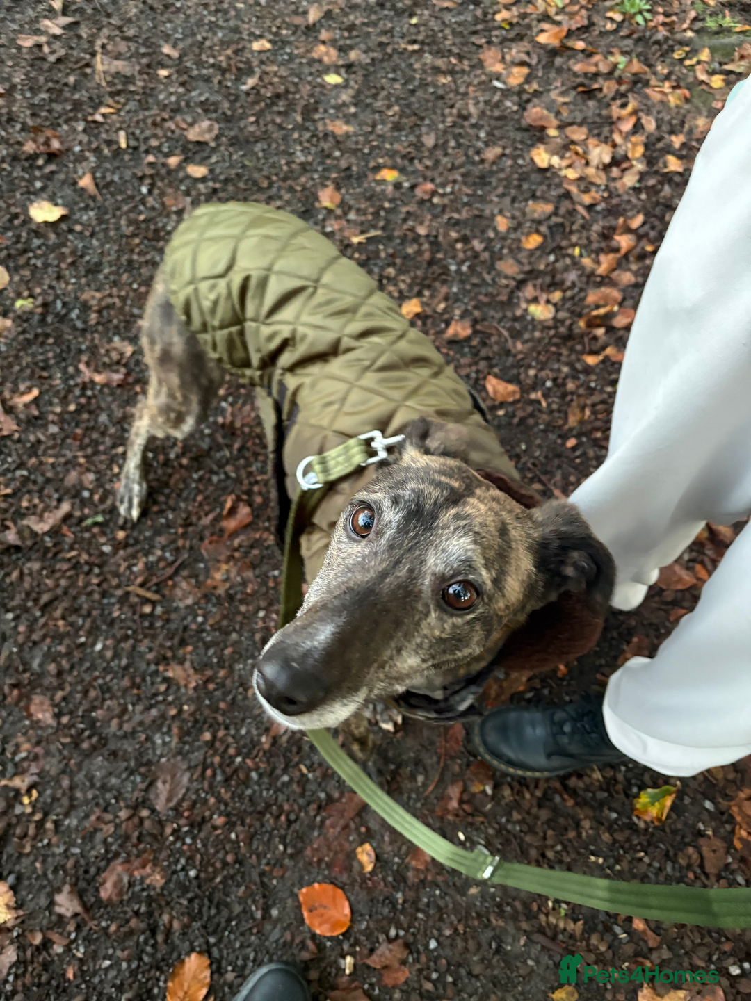 Lurcher dogs for sale: 🍁🦮 Henry 🖤 - Image 1