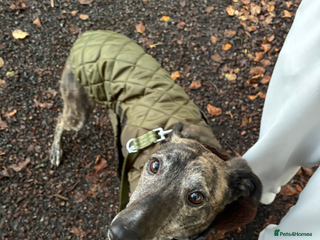 Lurcher dogs - Advert 3