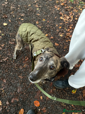 Lurcher dogs - Advert 1