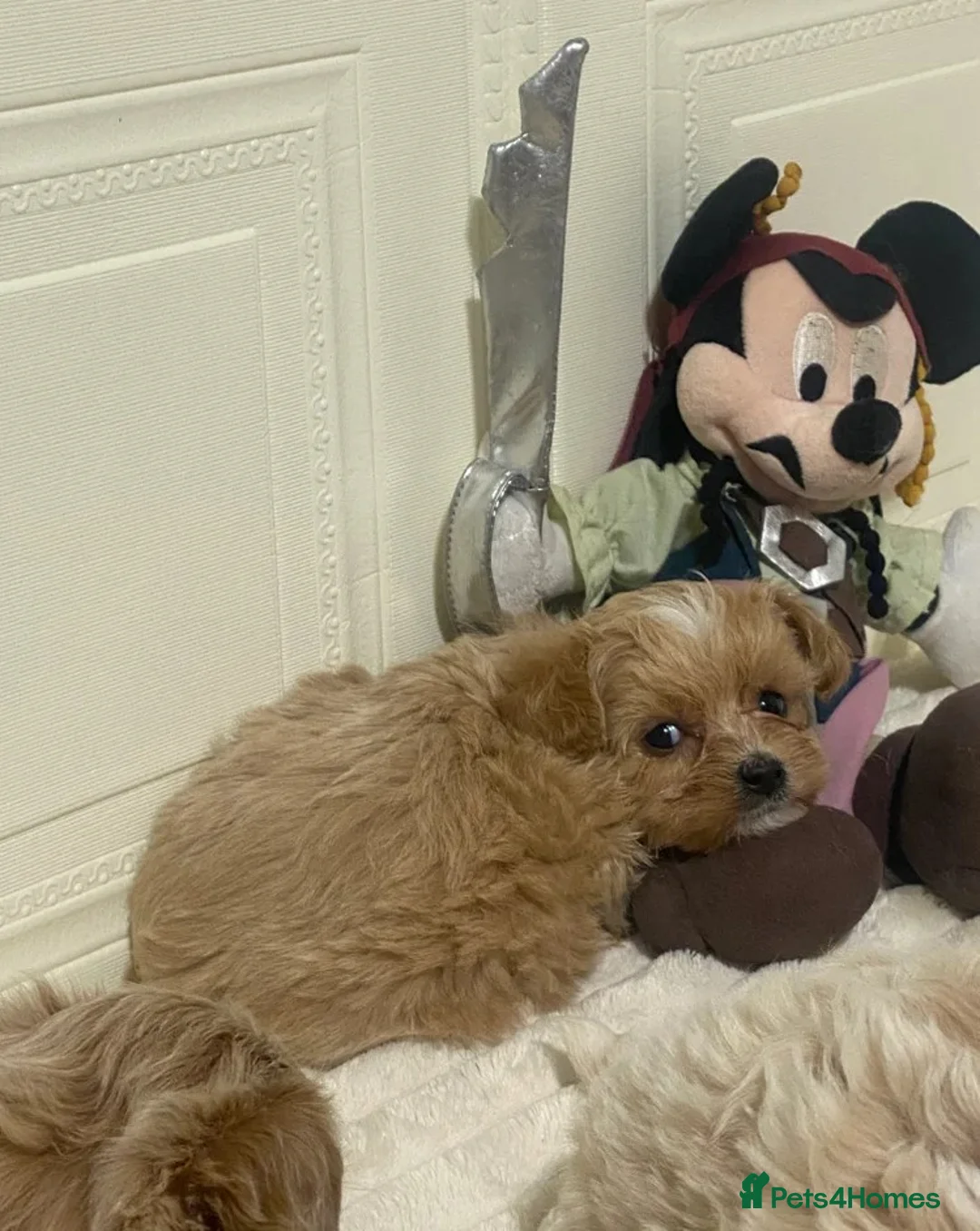 Maltipoo dogs for sale: Maltipoo puppies looking for loving homes  in Manchester - Advert 3