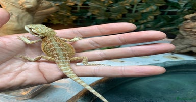 Bearded Dragon reptiles - Advert 4
