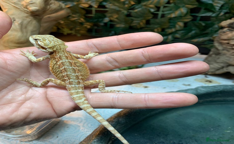 Bearded Dragon reptiles - Advert 2