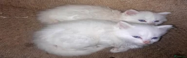 British Longhair 1