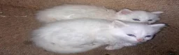 British Longhair cats for sale: White kittens for sale  - Advert 3