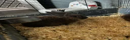Mixed Breed rabbits for sale: 2 beautiful rabbits - Advert 2