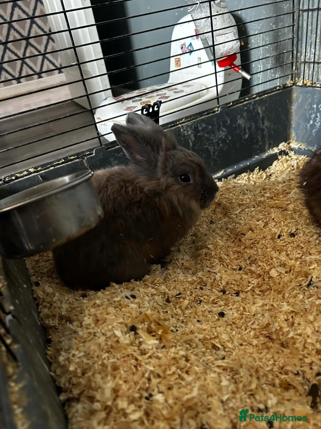 Mixed Breed rabbits for sale: 2 beautiful rabbits - Advert 2