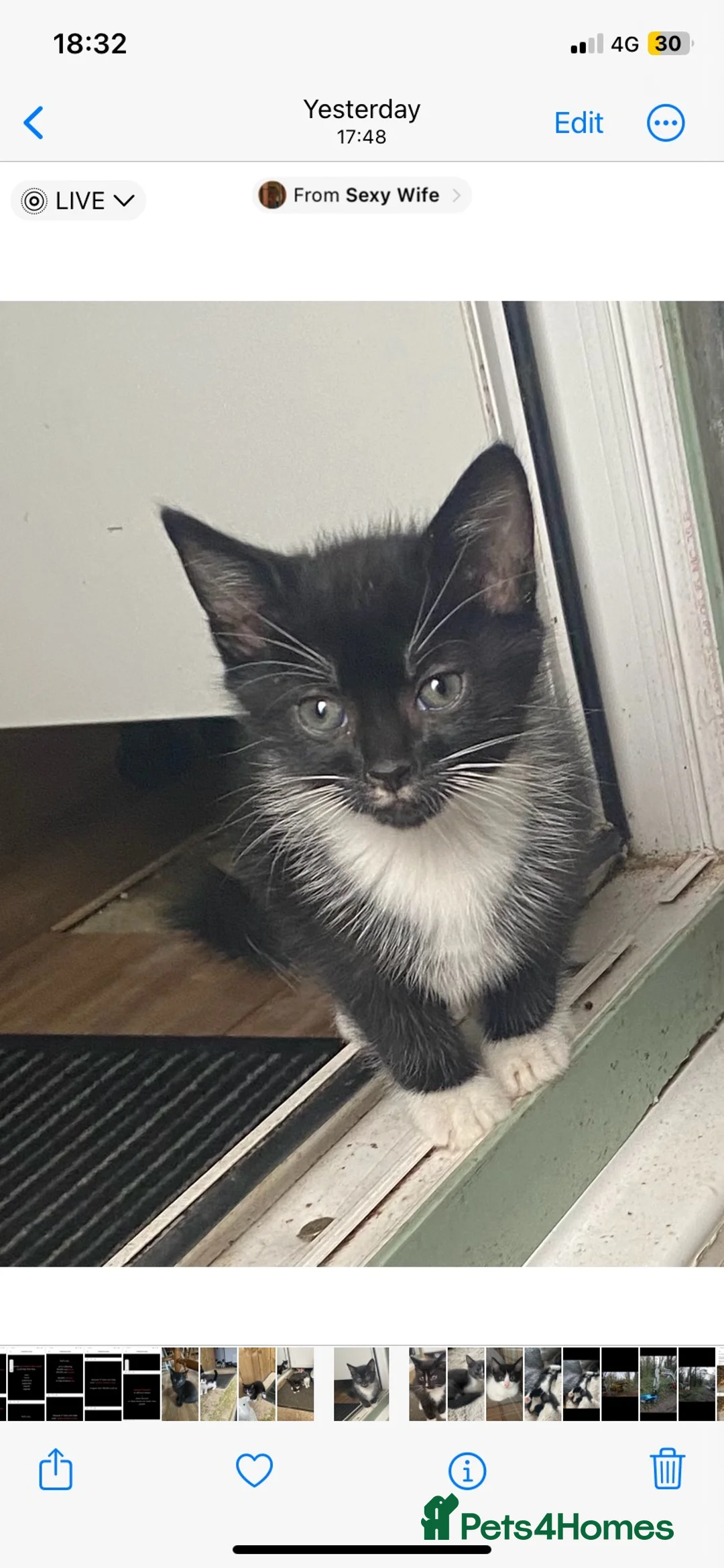 Ragdoll cats for sale: Ragdoll x kittens  - Advert 2