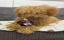 Toy Poodle dogs for sale: Toy poodle girl - Image 5
