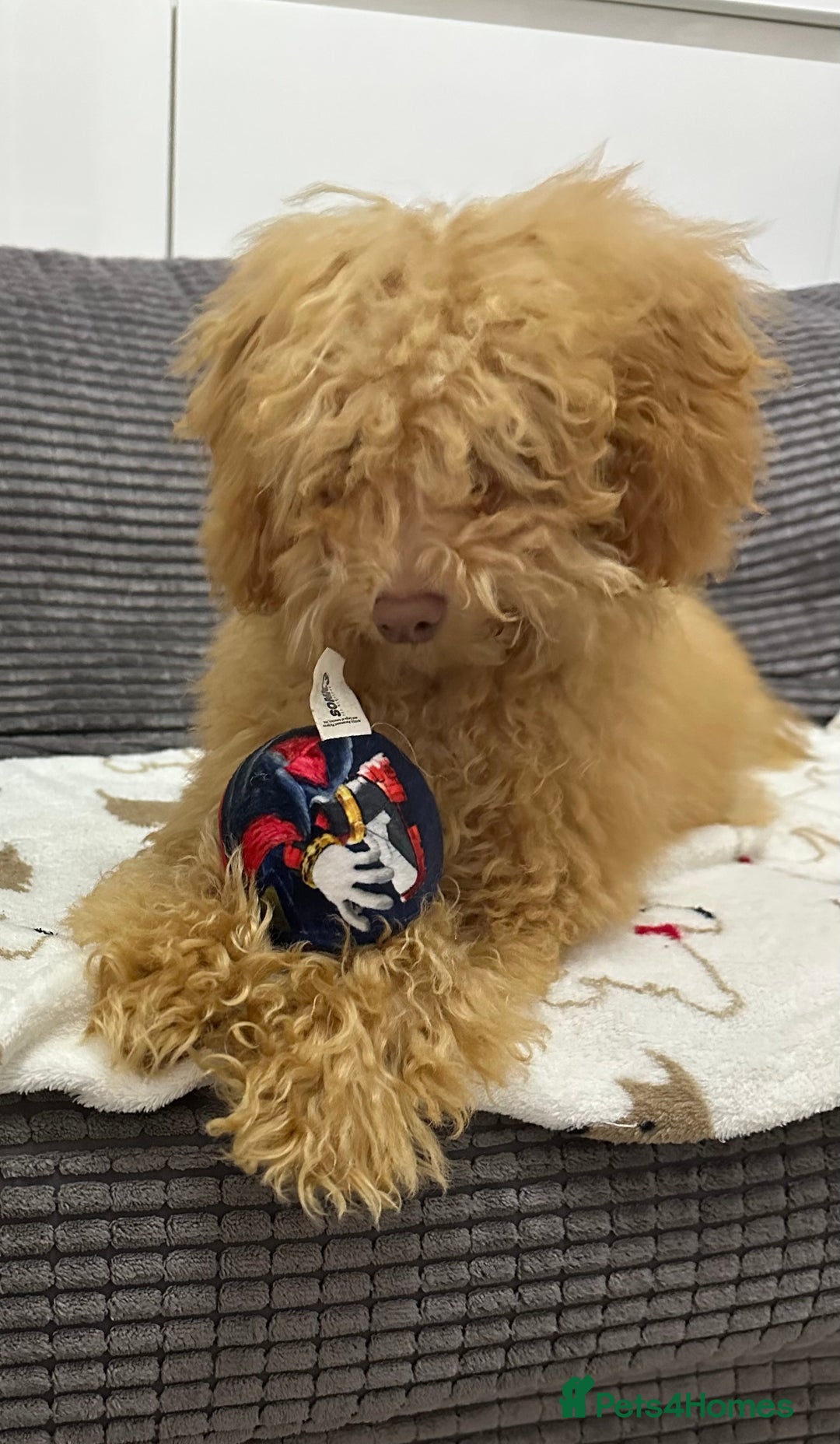 Toy Poodle dogs for sale: Toy poodle girl - Image 5