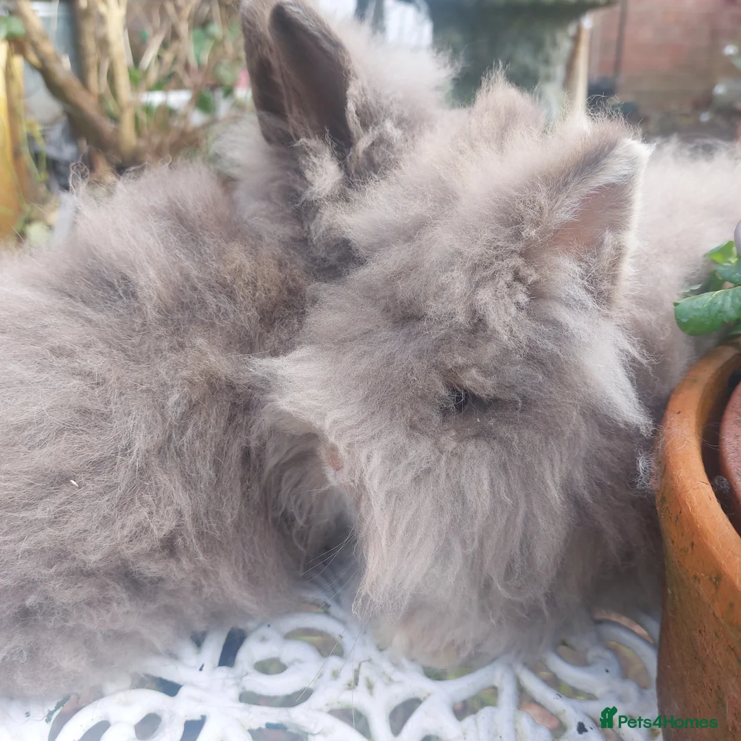 Lionhead rabbits for sale: PUREBRED DOUBLE LION HEAD BABIES  - Advert 2