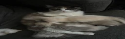 Ragdoll cats for sale: Ragdoll cross kittens  - Advert 2