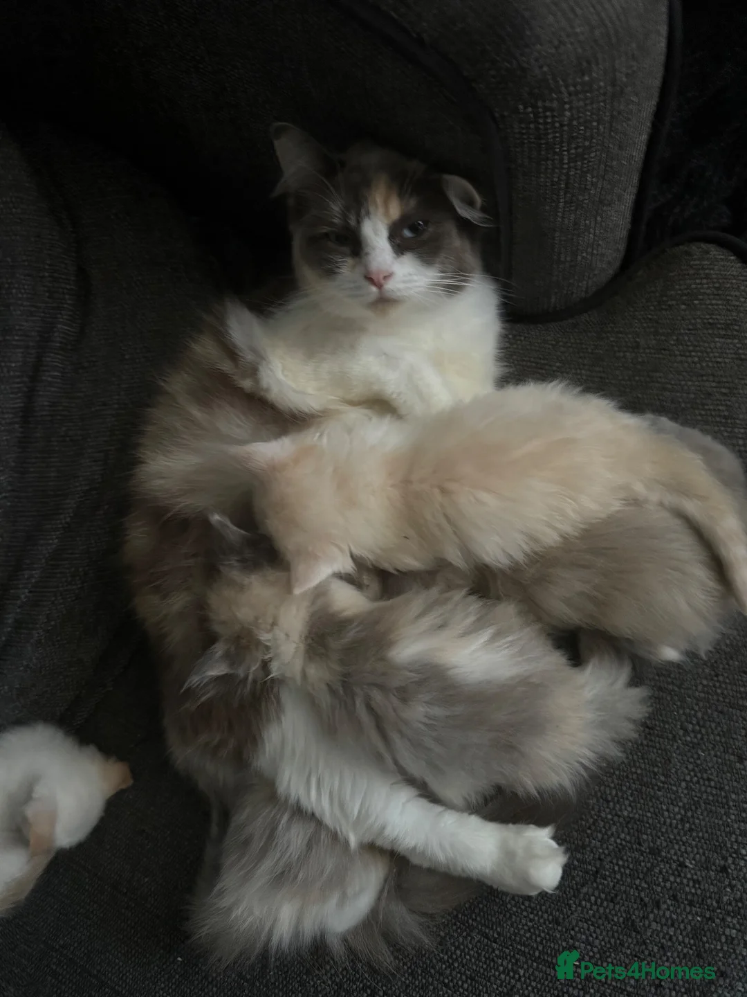 Ragdoll cats for sale: Ragdoll cross kittens  - Advert 2