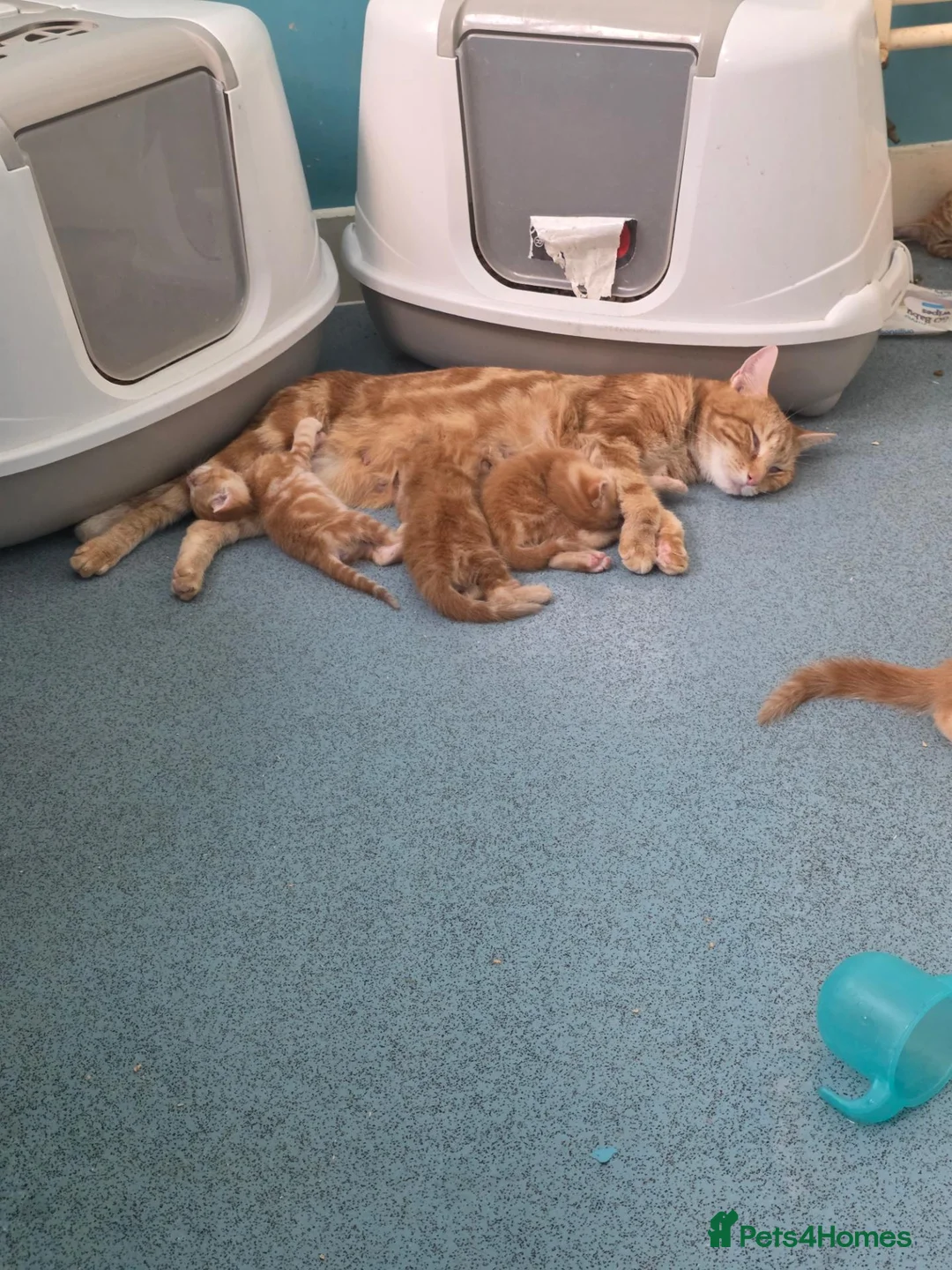 Mixed Breed cats for sale: Bengal and British shorthair  - Advert 1
