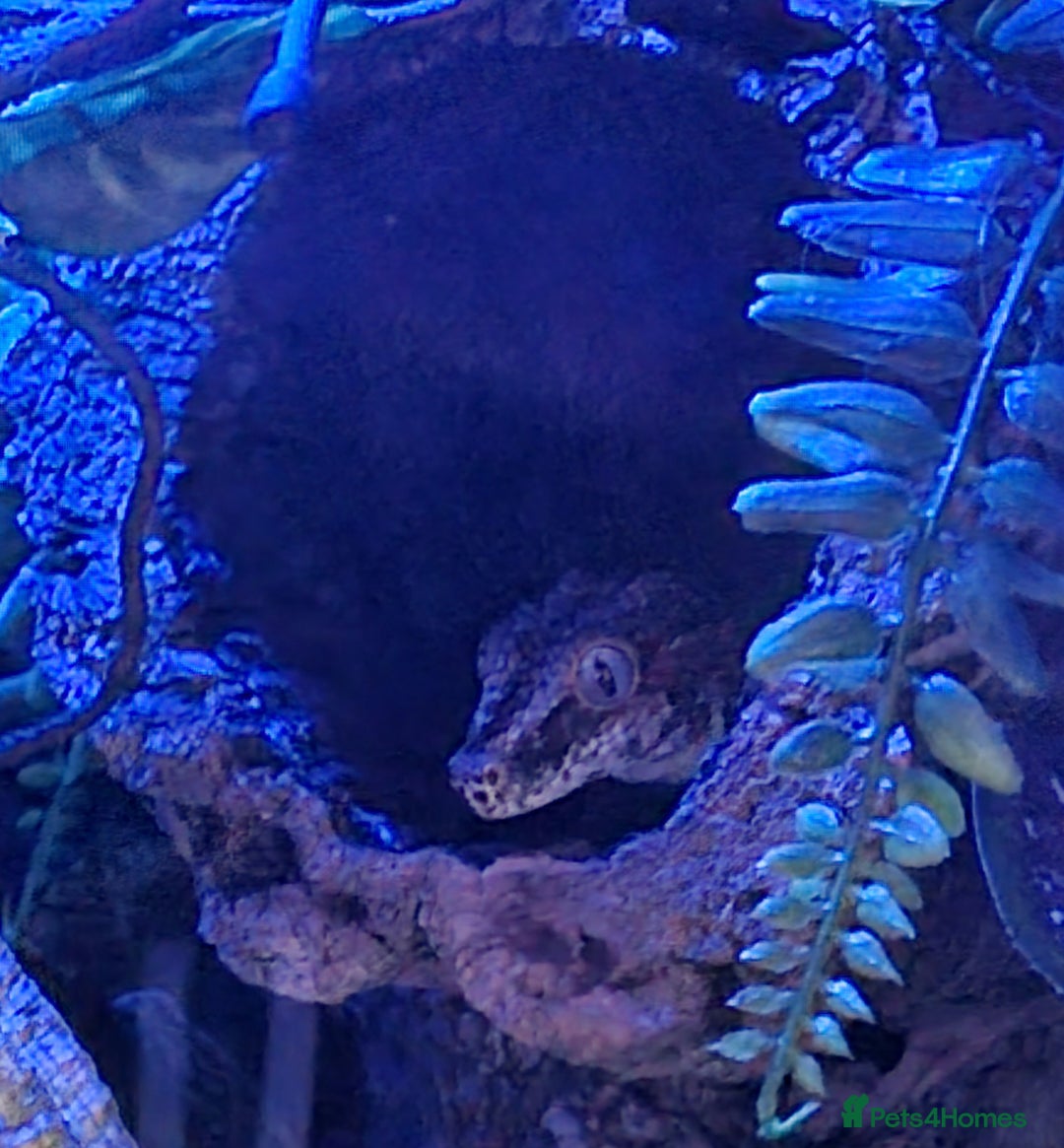 Gecko reptiles for sale: Stunning male red striped morph gargoyle gecko  - Image 2