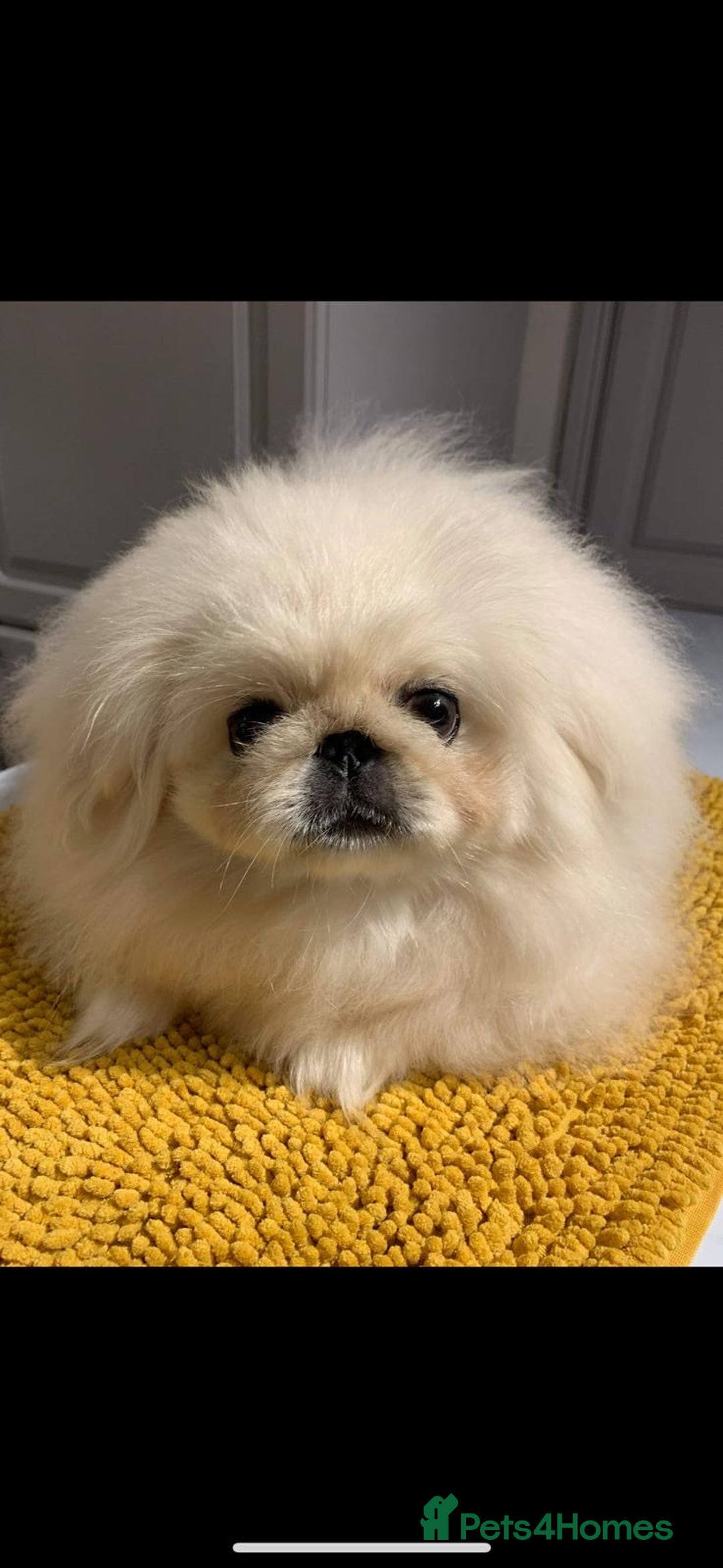 Pekingese dogs for sale: Gorgeous KC registered Pekingese Puppies  - Advert 18