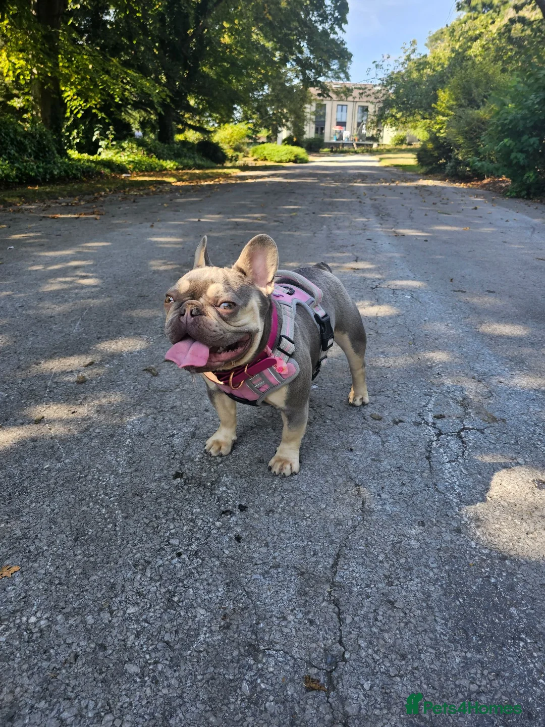 French Bulldog dogs for sale: KC registered miniature size French Bulldog Bitch - Advert 1