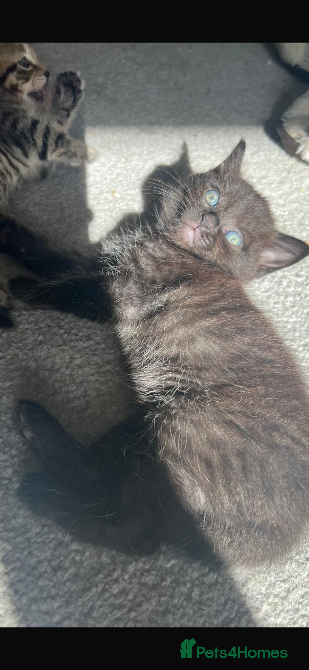 British Shorthair cats for sale: 🐾✨British Shorthair × Silver Tabby Kittens✨🐾 - Image 9