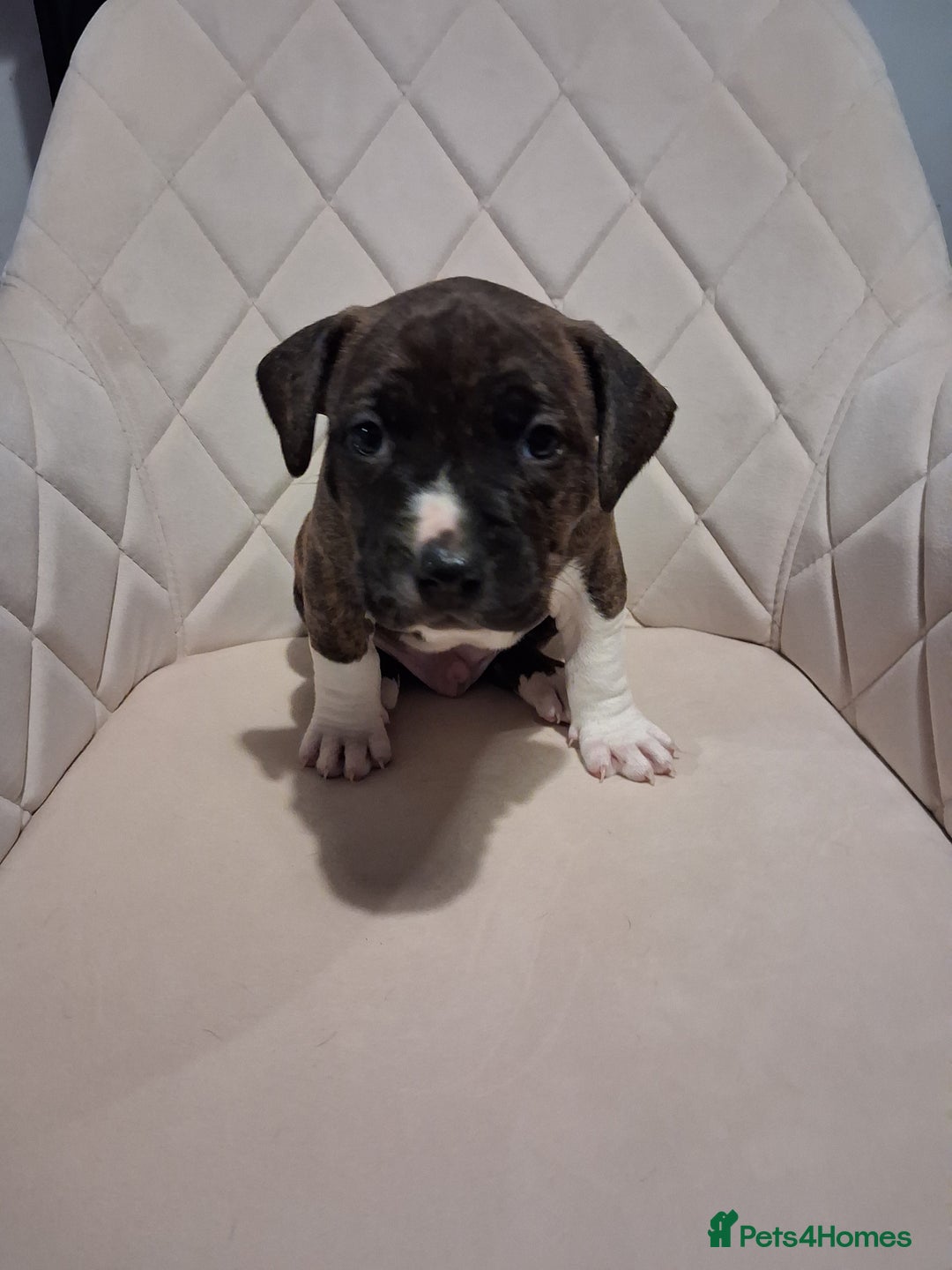 Mixed Breed dogs for sale: American bully Staffordshire bull terrier Puppies  - Advert 10