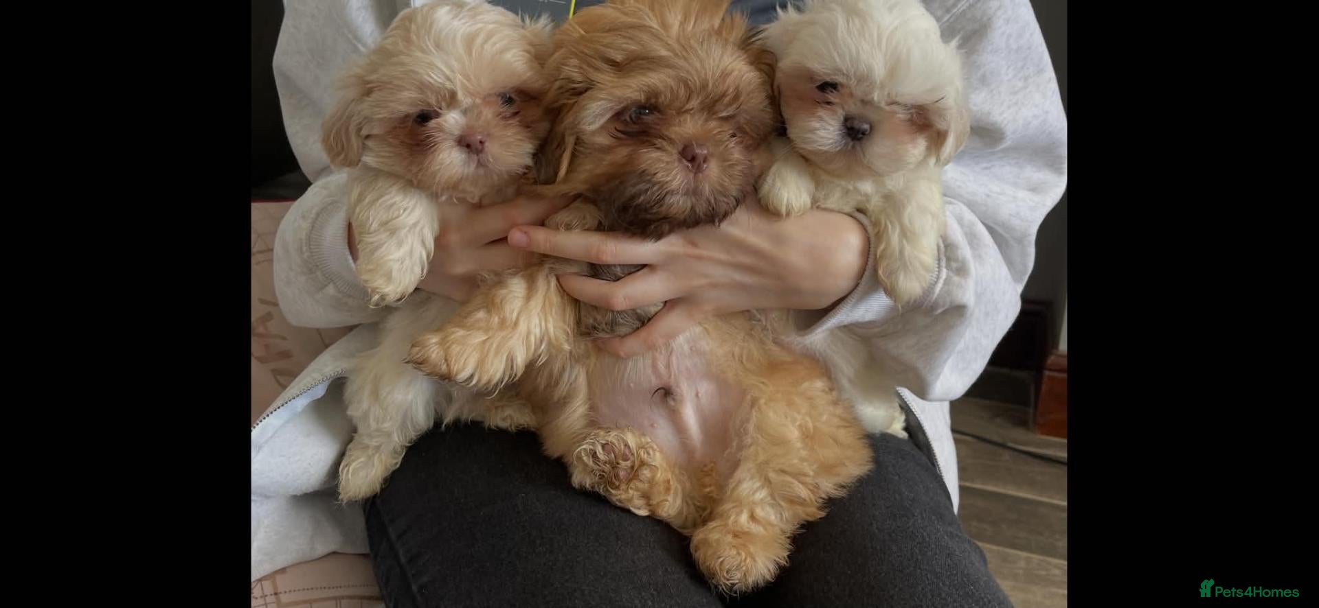 Shih Tzu dogs Imperial shih tzu ready now  - Advert 10