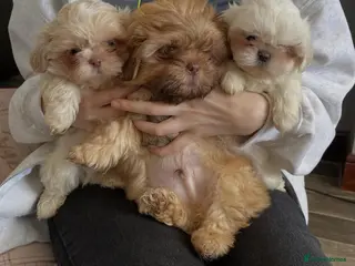 Shih Tzu dogs Imperial shih tzu ready now - Advert 10