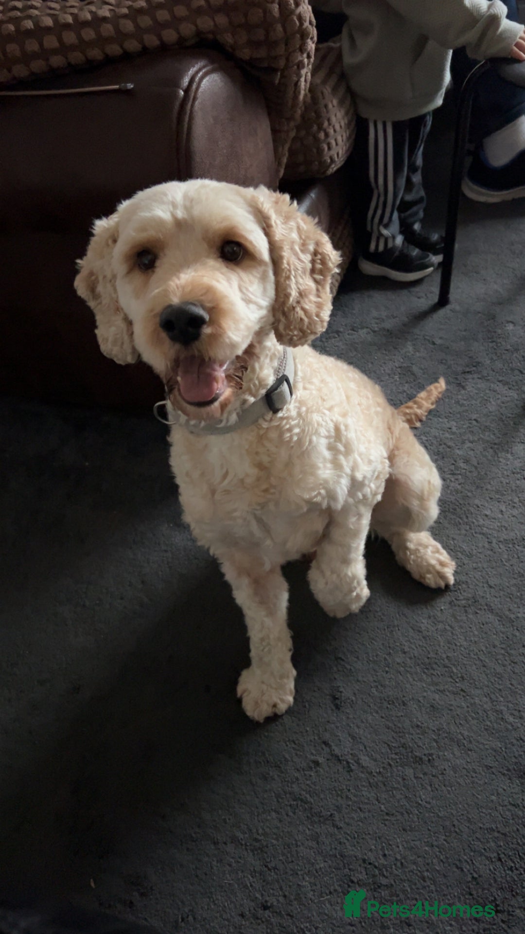 Cockapoo dogs for stud: Buddy the cockapoo ❤️ - Advert 1