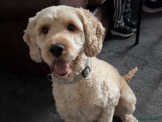 Cockapoo dogs for stud: Buddy the cockapoo ❤️ - Advert 1