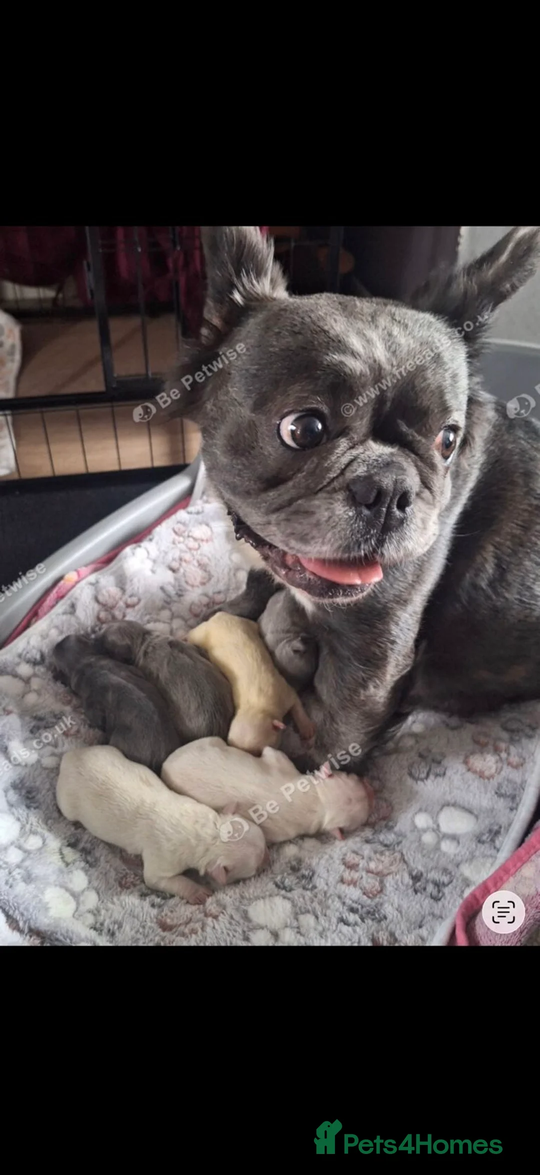 French Bulldog dogs for sale: White French bulldog - Advert 2