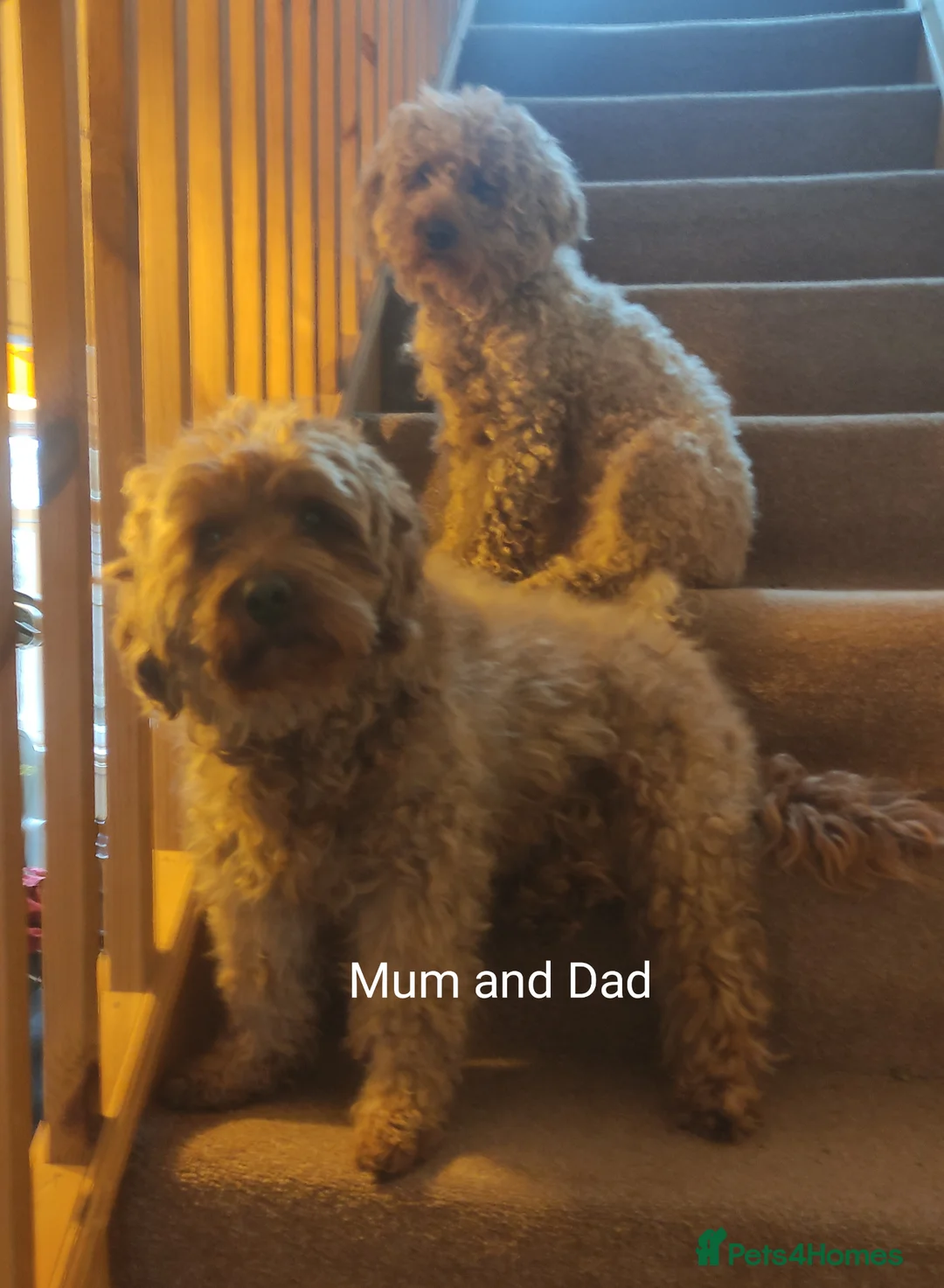 Cavapoochon dogs for sale: 5 Beautiful Cavapoochon puppies, 2 Boys, 3 Girls in Peterborough - Advert 2