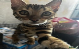 Bengal cats for sale: 2 Bengal boys for sale - Image 2
