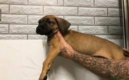 Presa Canario dogs for sale: Working presa canario - Advert 6