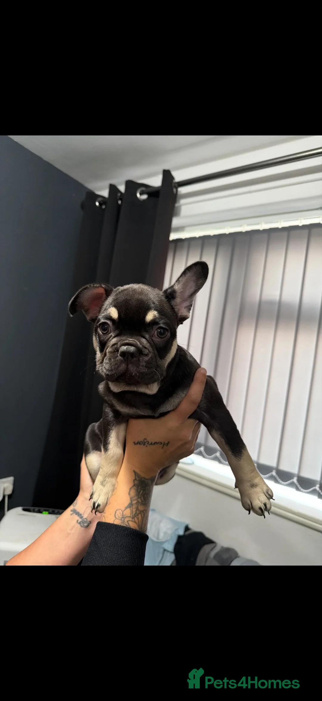 French Bulldog dogs for sale: 2 male French bulldog  in Hull - Advert 3