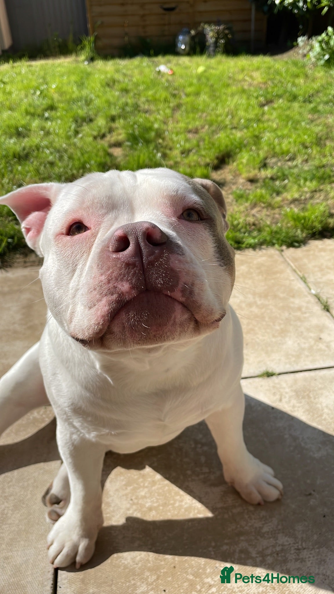 American Bully dogs Beautiful Pocket Bully  - Advert 5