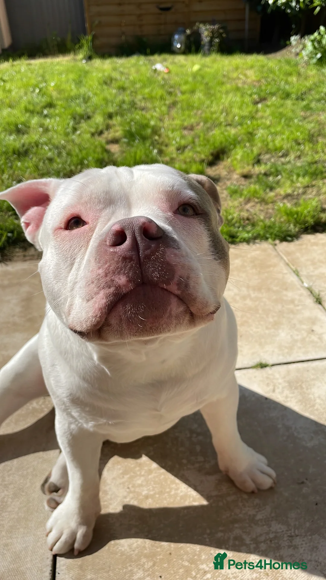 American Bully dogs for sale: Beautiful Pocket Bully  in Lincoln - Advert 1