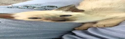 Siamese cats for sale: Beautiful Seal Point - Advert 4