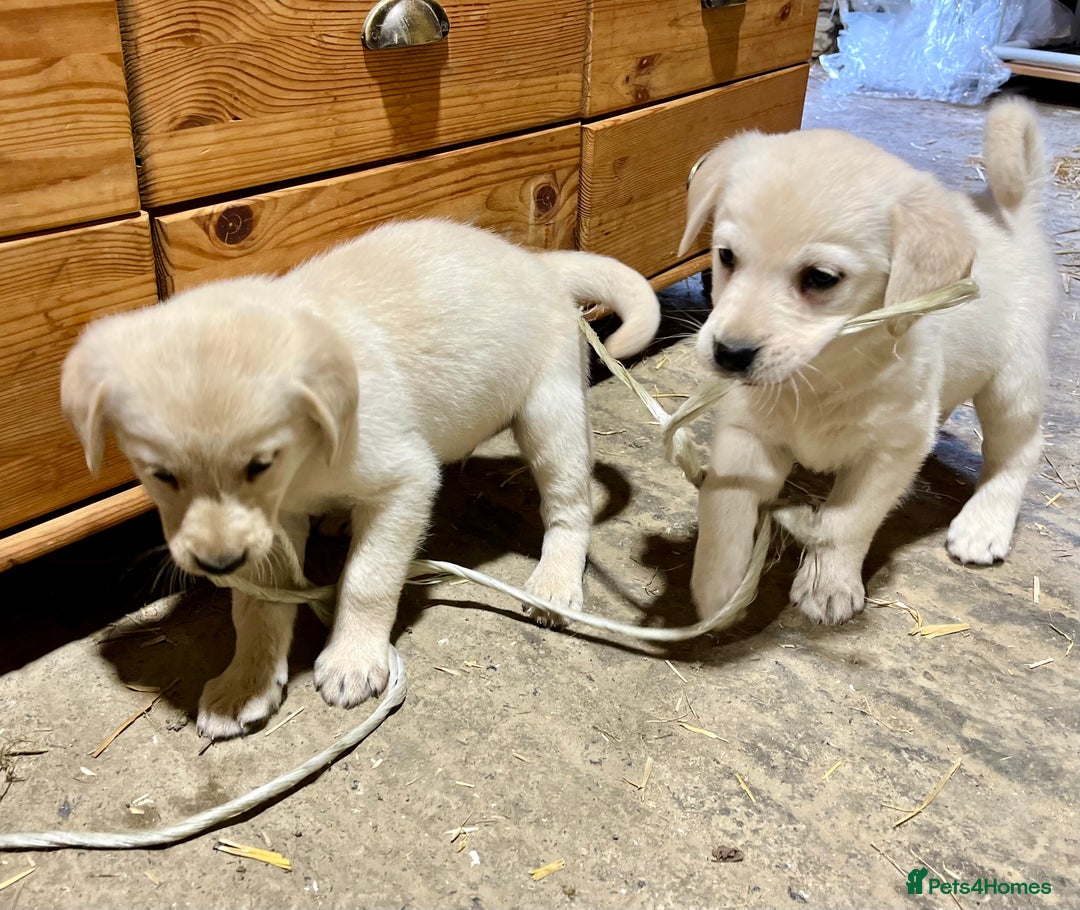 Labrador Retriever dogs for sale: Labrador Retriever Pups Ready for Forever Homes - Image 6