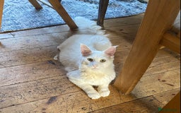 Maine Coon cats for sale: White Maine Coon boy  - Image 8