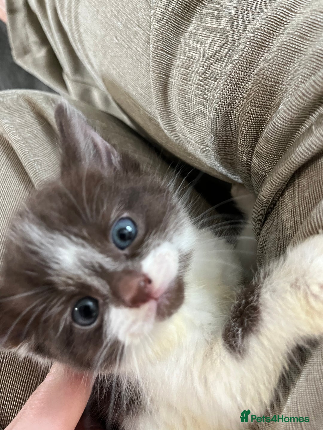 British Shorthair cats for sale: Beutiful kittens for sale  - Image 2