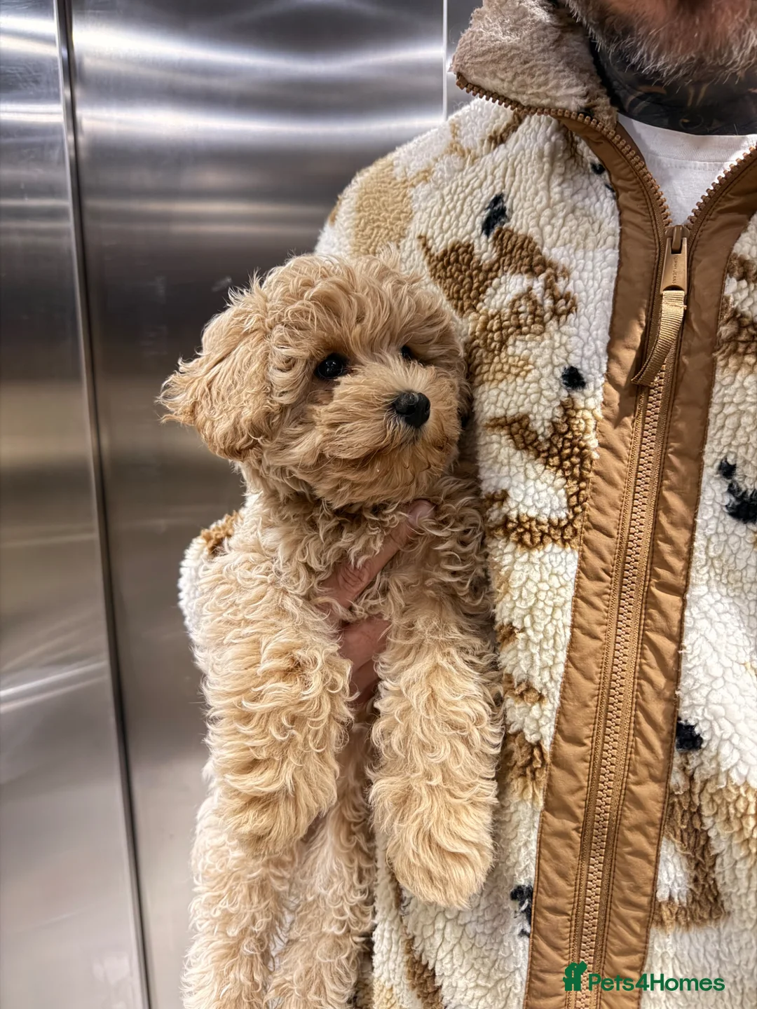 Mixed Breed dogs for sale: Female - Advert 2