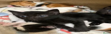 Domestic Shorthair 1