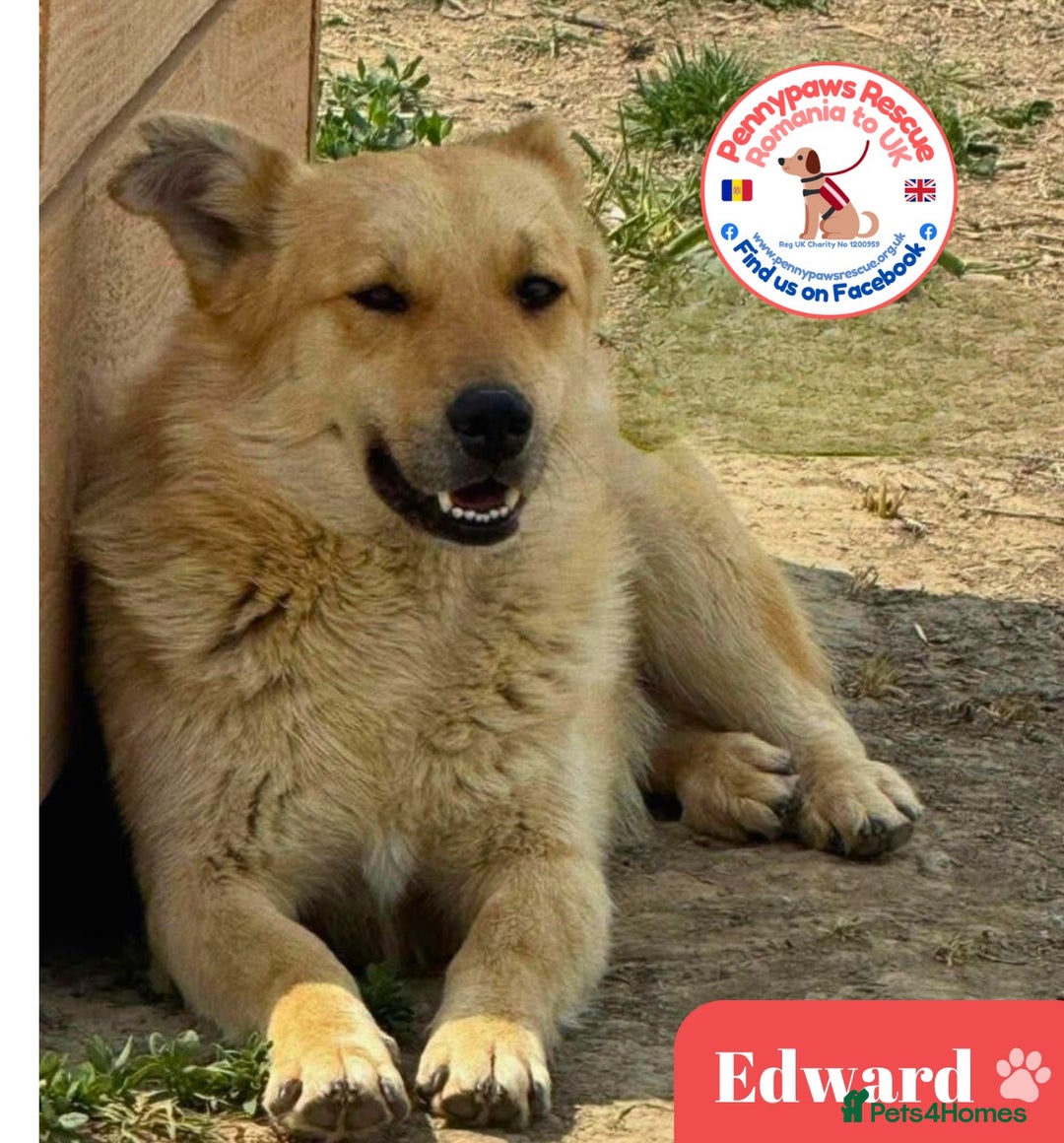 Mixed Breed dogs for adoption: Edward - Advert 1